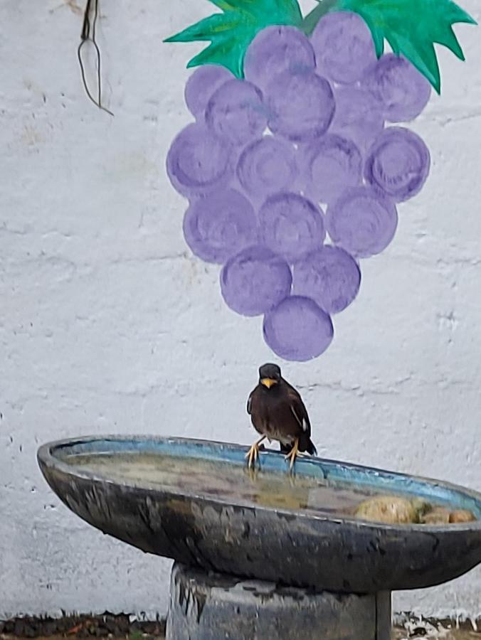 Wine Tree Garden Guesthouse Mirissa Exterior foto